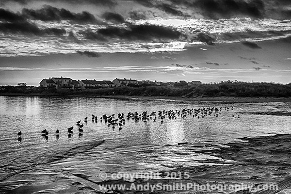 Shorebirds at Sunrise in Brigantine Bay